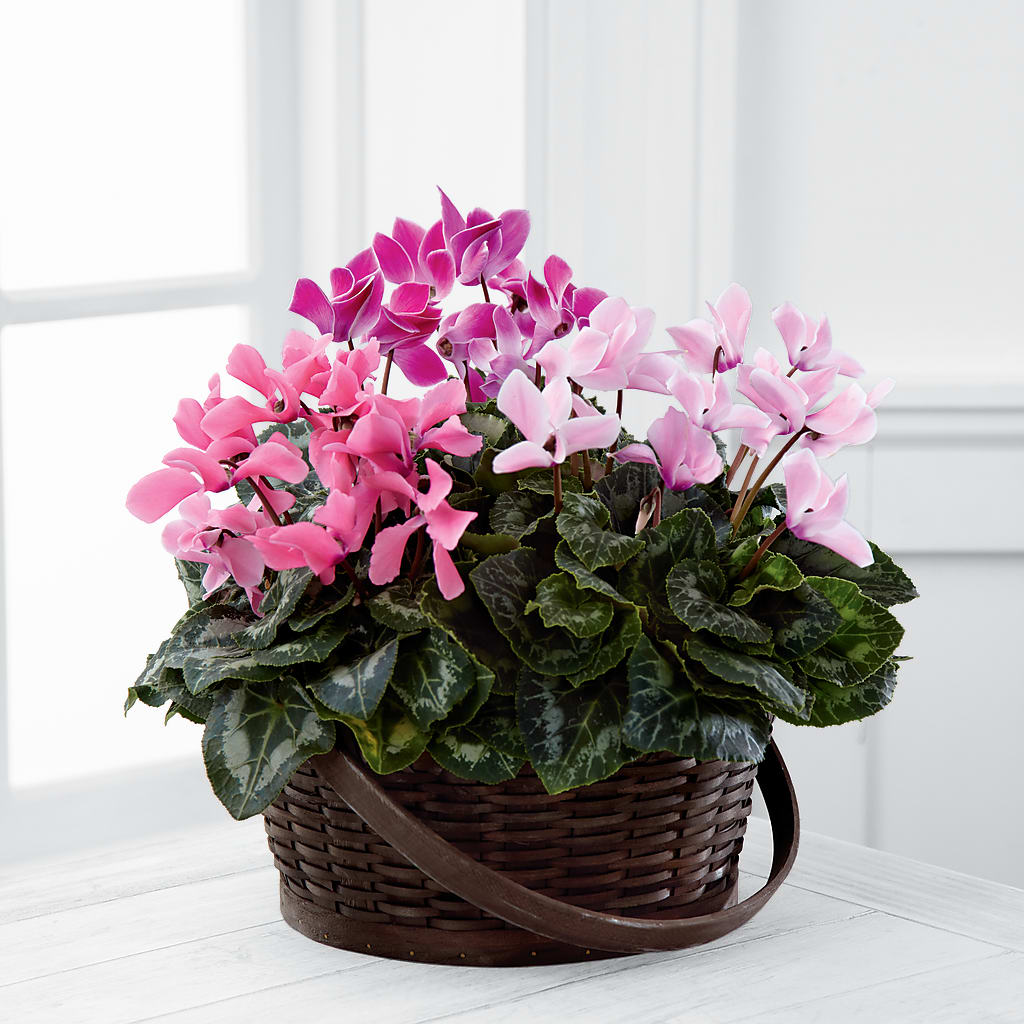 Mixed Cyclamen Planter – Sweet As Can Bee Florals, Baltimore MD