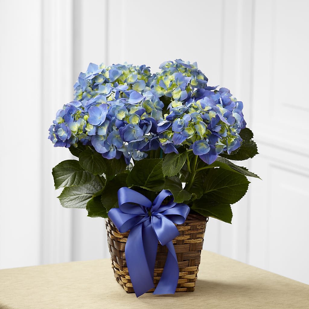 Blue Hydrangea Planter – Sweet As Can Bee Florals, Baltimore MD