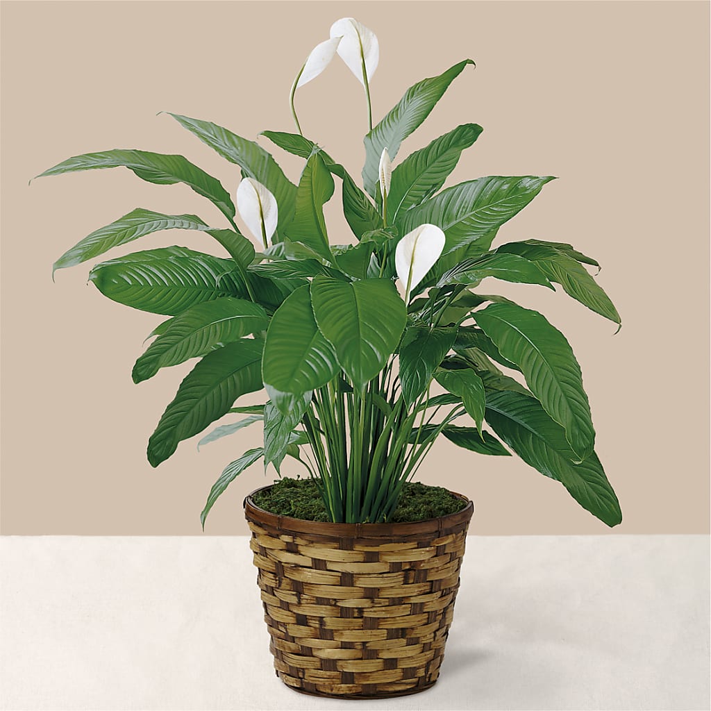 Tranquil Moments Peace Lily Plant – Sweet As Can Bee Florals, Baltimore MD