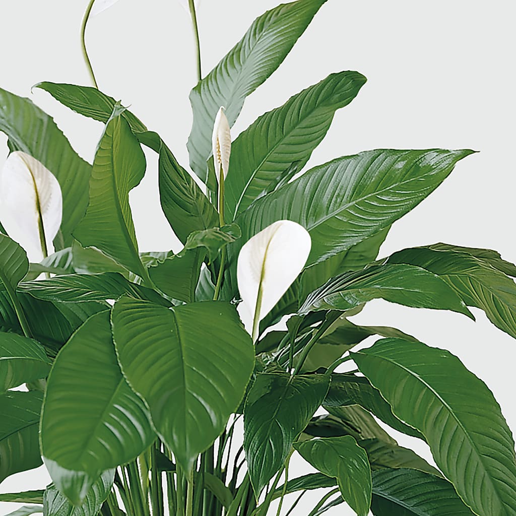Tranquil Moments Peace Lily Plant – Sweet As Can Bee Florals, Baltimore MD