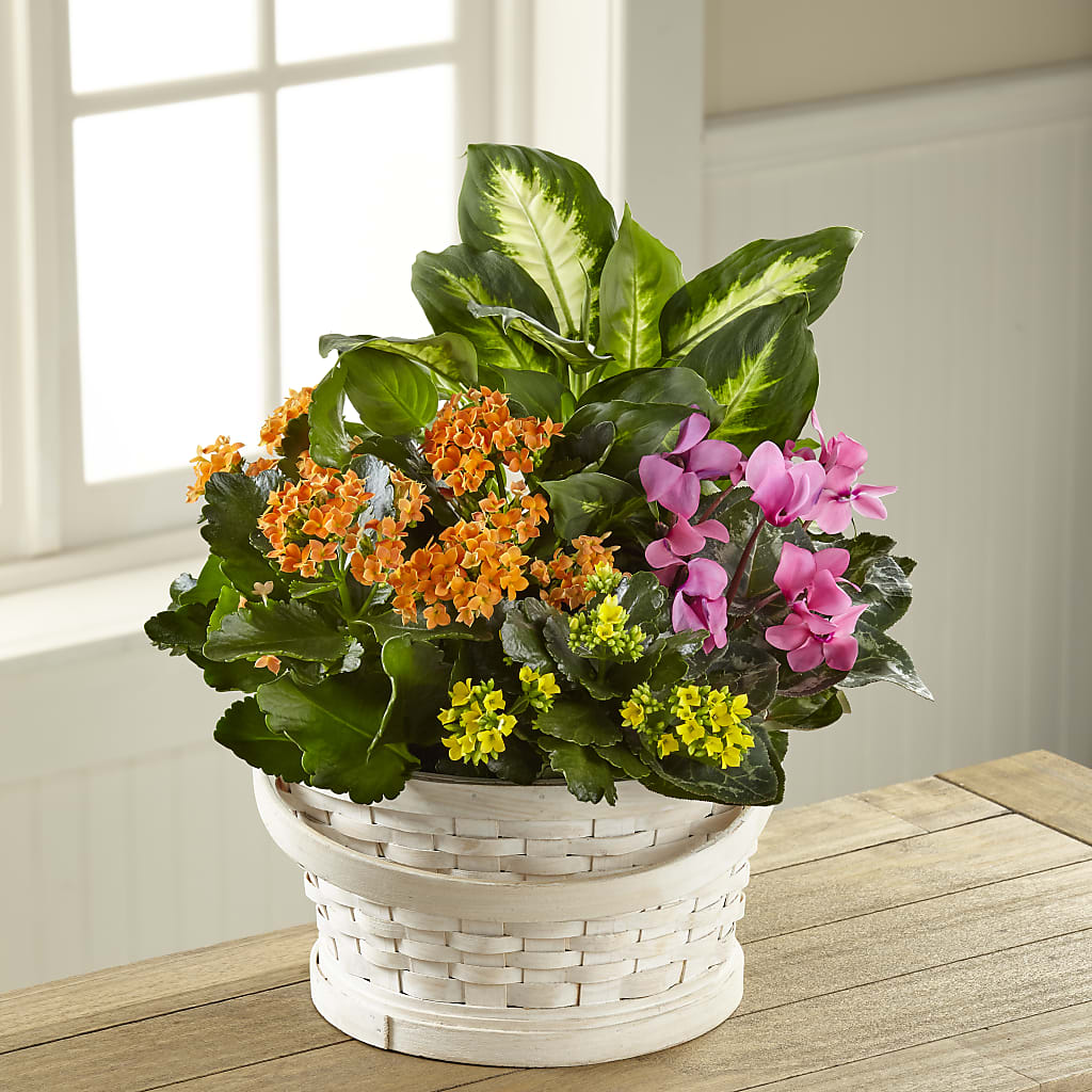 Color Crush Dishgarden – Sweet As Can Bee Florals, Baltimore MD