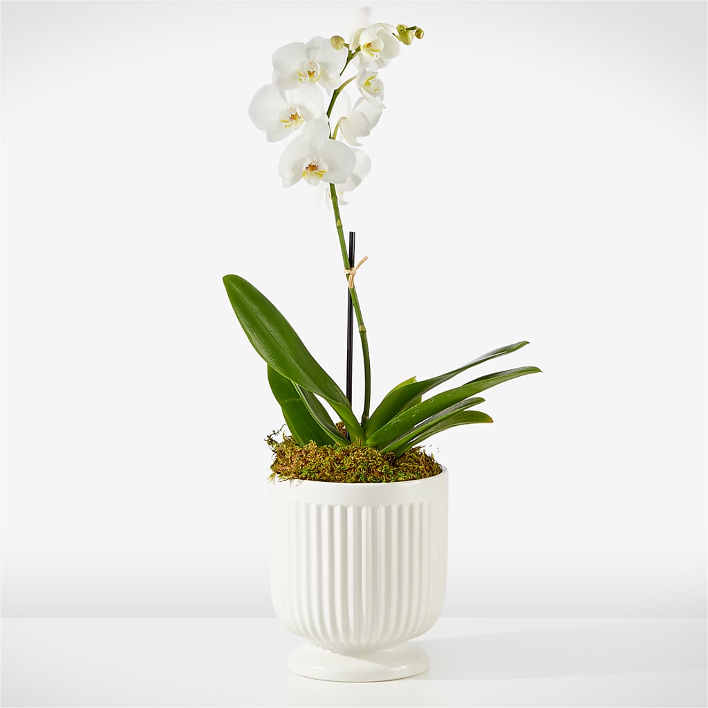 Whispering White Orchid – Sweet As Can Bee Florals, Baltimore MD