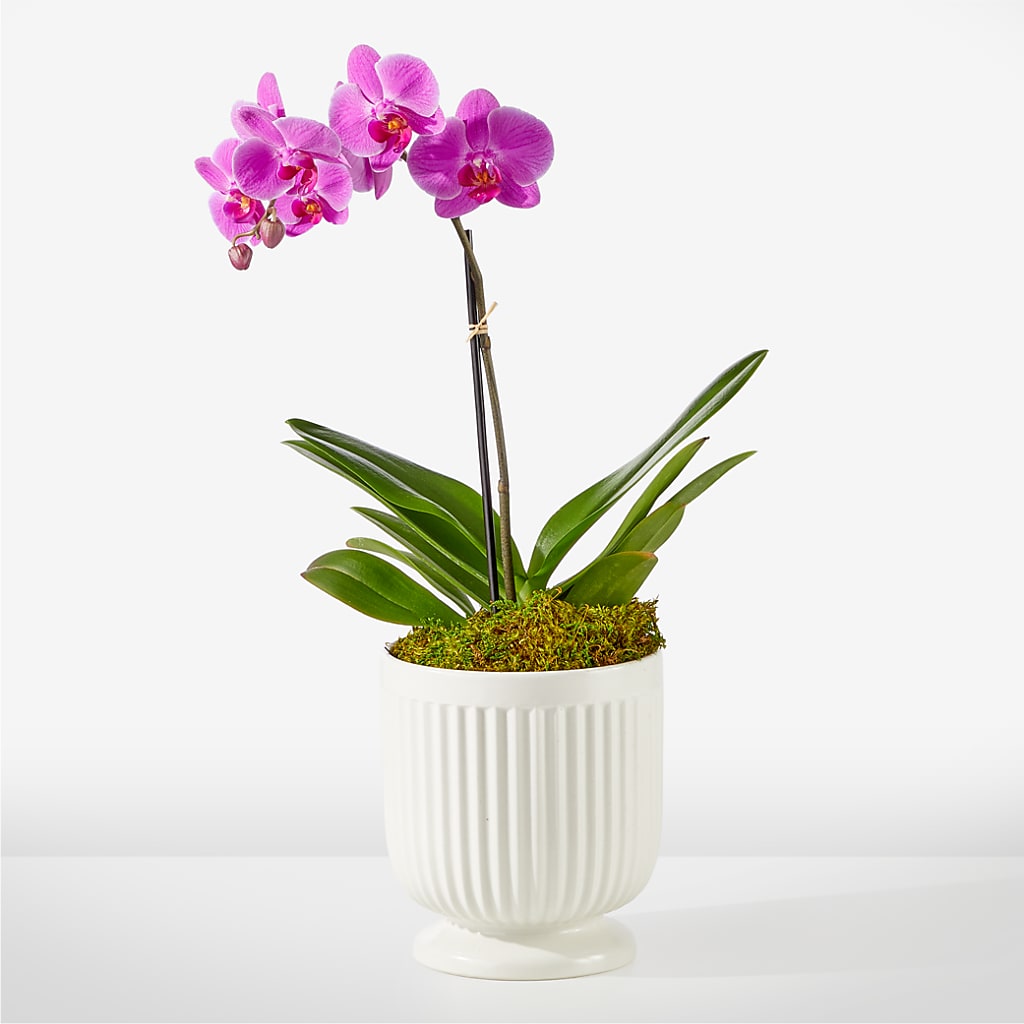 Friendly Fuchsia Orchid – Sweet As Can Bee Florals, Baltimore MD