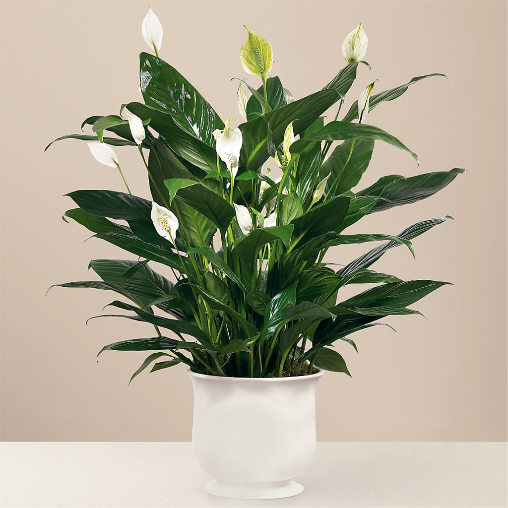 Comfort Planter – Sweet As Can Bee Florals, Baltimore MD