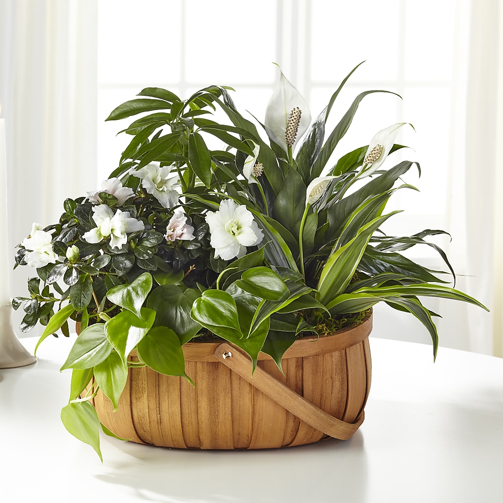 Serene Dishgarden – Sweet As Can Bee Florals, Baltimore MD