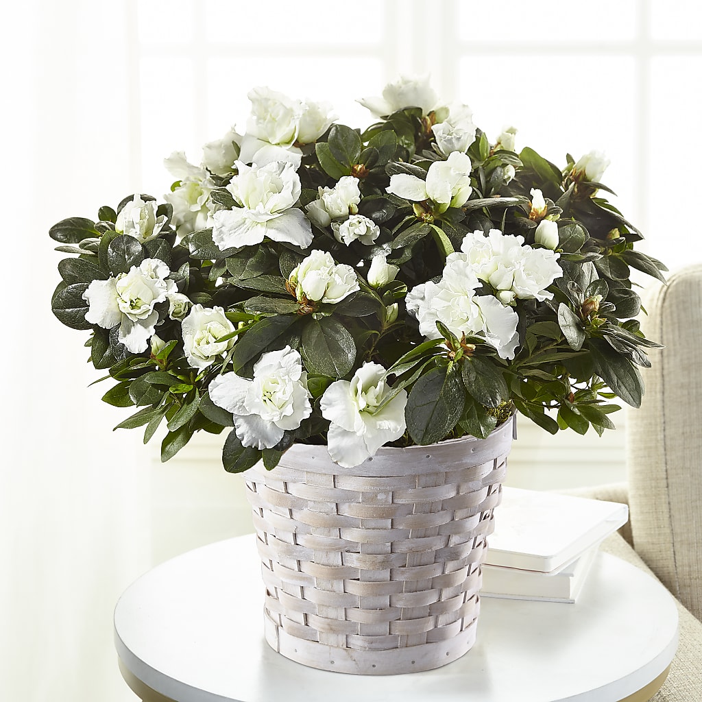 White Azalea Plant – Sweet As Can Bee Florals, Baltimore MD