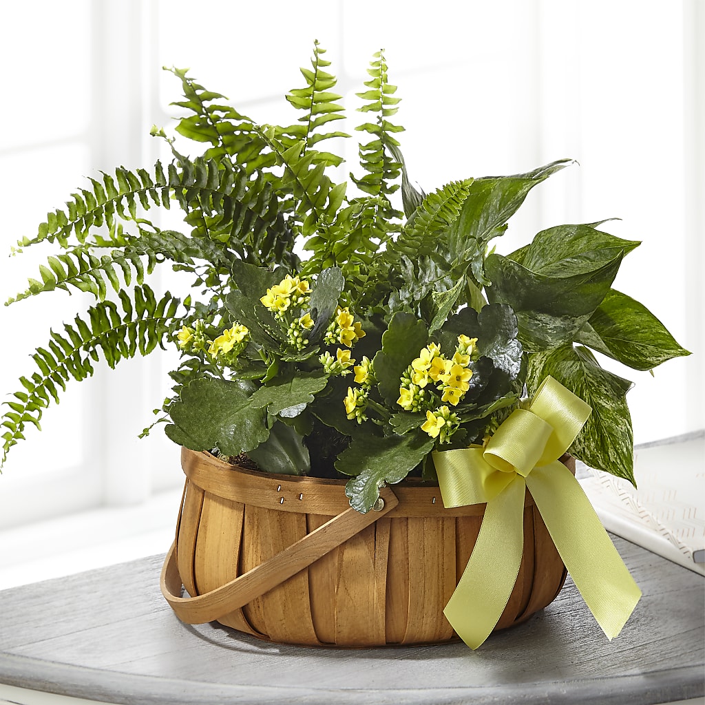 Always Dear Dishgarden – Sweet As Can Bee Florals, Baltimore MD