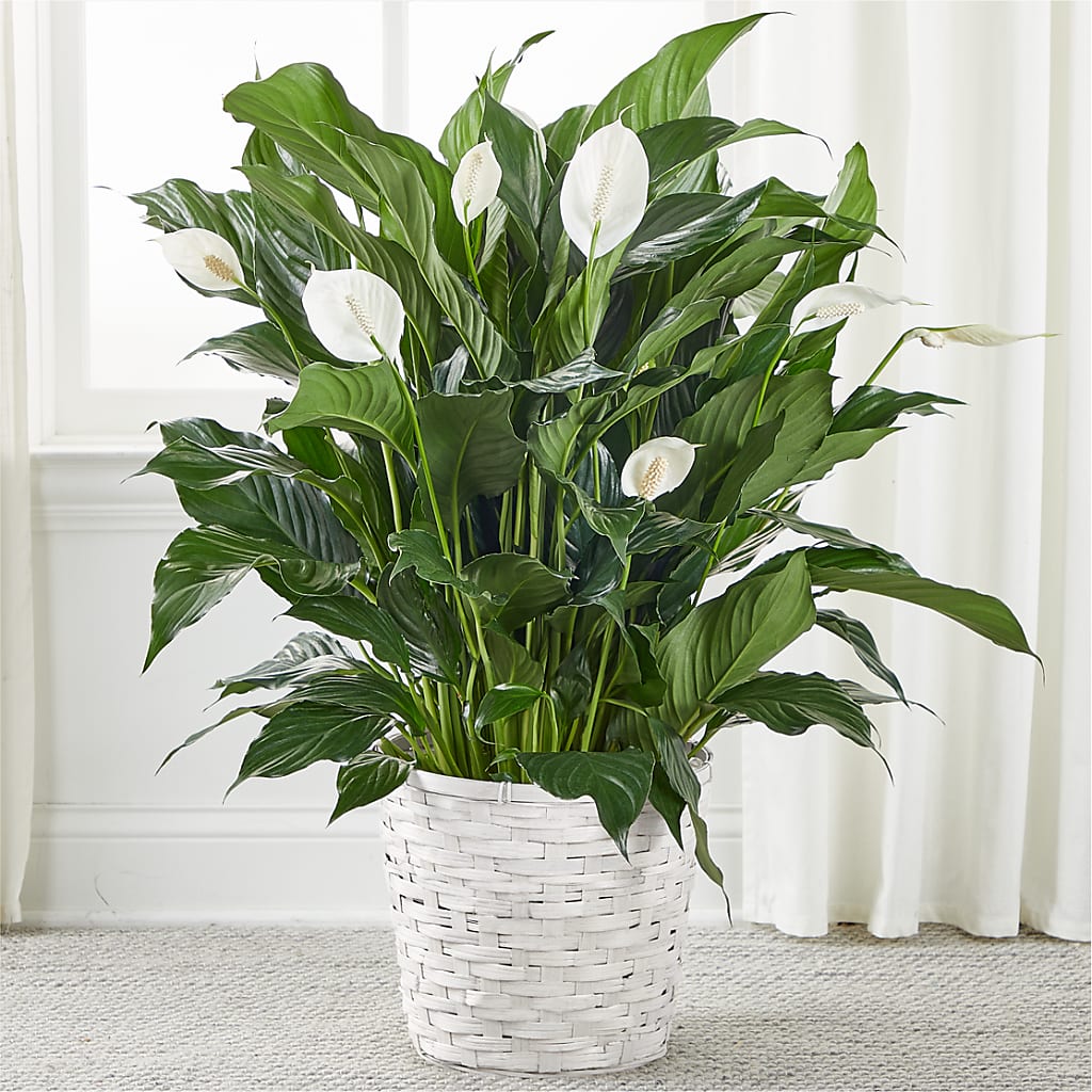 A New Leaf Peace Lily – Sweet As Can Bee Florals, Baltimore MD