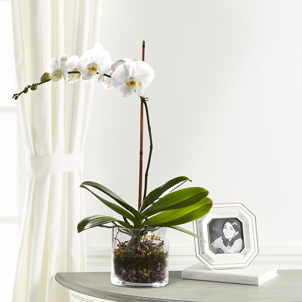 White Orchid Planter – Sweet As Can Bee Florals, Baltimore MD