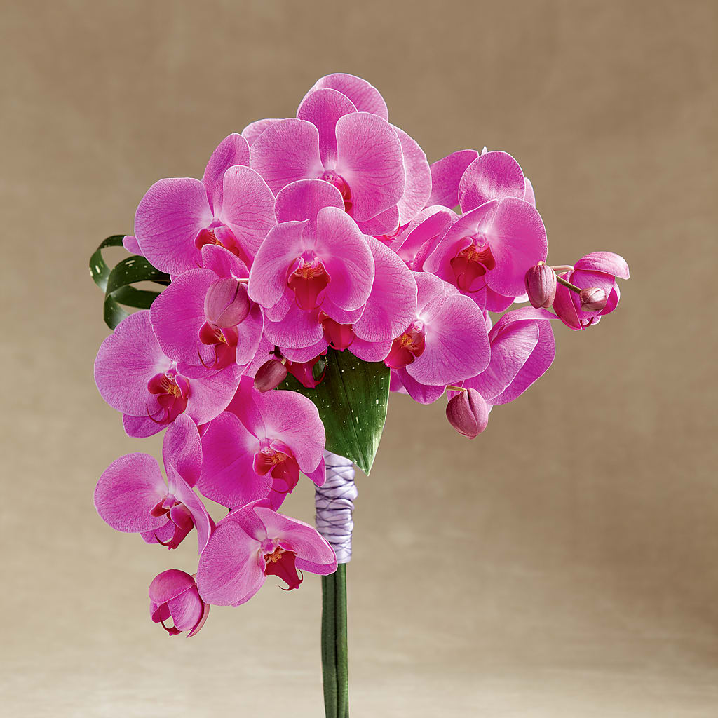 Glorious Bouquet – Sweet As Can Bee Florals, Baltimore MD