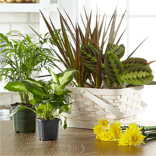 Florist Designed Blooming and Green Plants in a Basket –  Sweet As Can Bee Florals, Baltimore MD