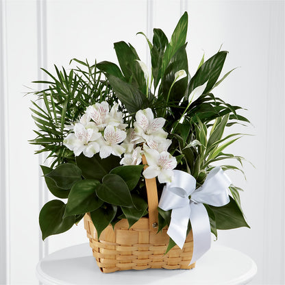Peace & Serenity Dishgarden –  Sweet As Can Bee Florals, Baltimore MD