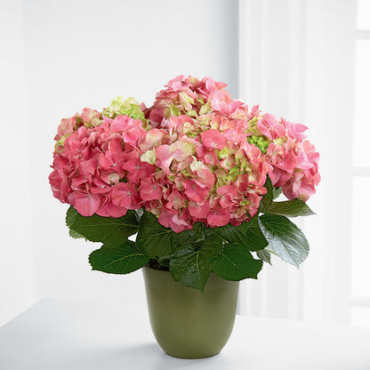 Pink Hydrangea Planter –  Sweet As Can Bee Florals, Baltimore MD