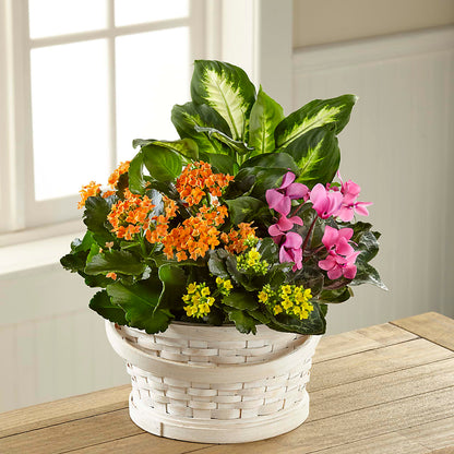 Color Crush Dishgarden –  Sweet As Can Bee Florals, Baltimore MD