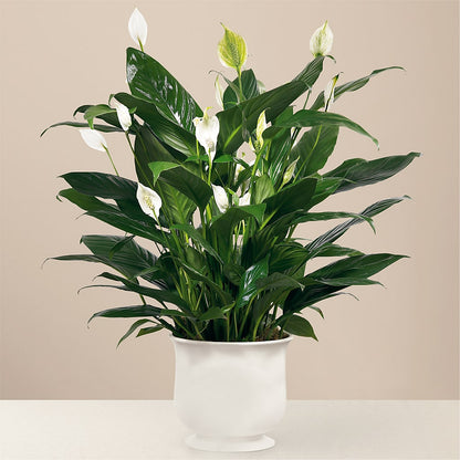Comfort Planter –  Sweet As Can Bee Florals, Baltimore MD