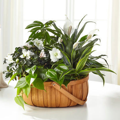 Serene Dishgarden –  Sweet As Can Bee Florals, Baltimore MD