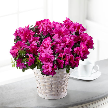 Hope & Serenity Azalea Plant –  Sweet As Can Bee Florals, Baltimore MD