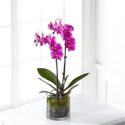 Pink Orchid Plant –  Sweet As Can Bee Florals, Baltimore MD
