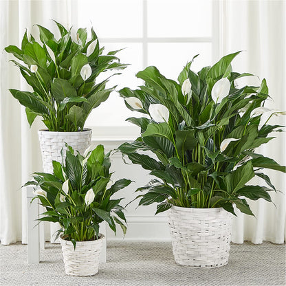 A New Leaf Peace Lily –  Sweet As Can Bee Florals, Baltimore MD