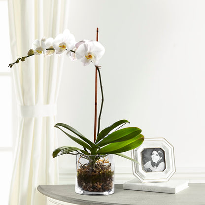 White Orchid Planter –  Sweet As Can Bee Florals, Baltimore MD