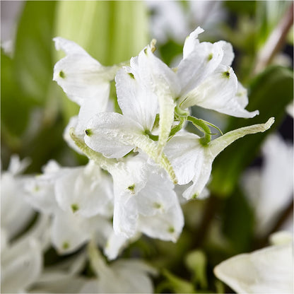 Classic Ivory – A Florist Original –  Sweet As Can Bee Florals, Baltimore MD