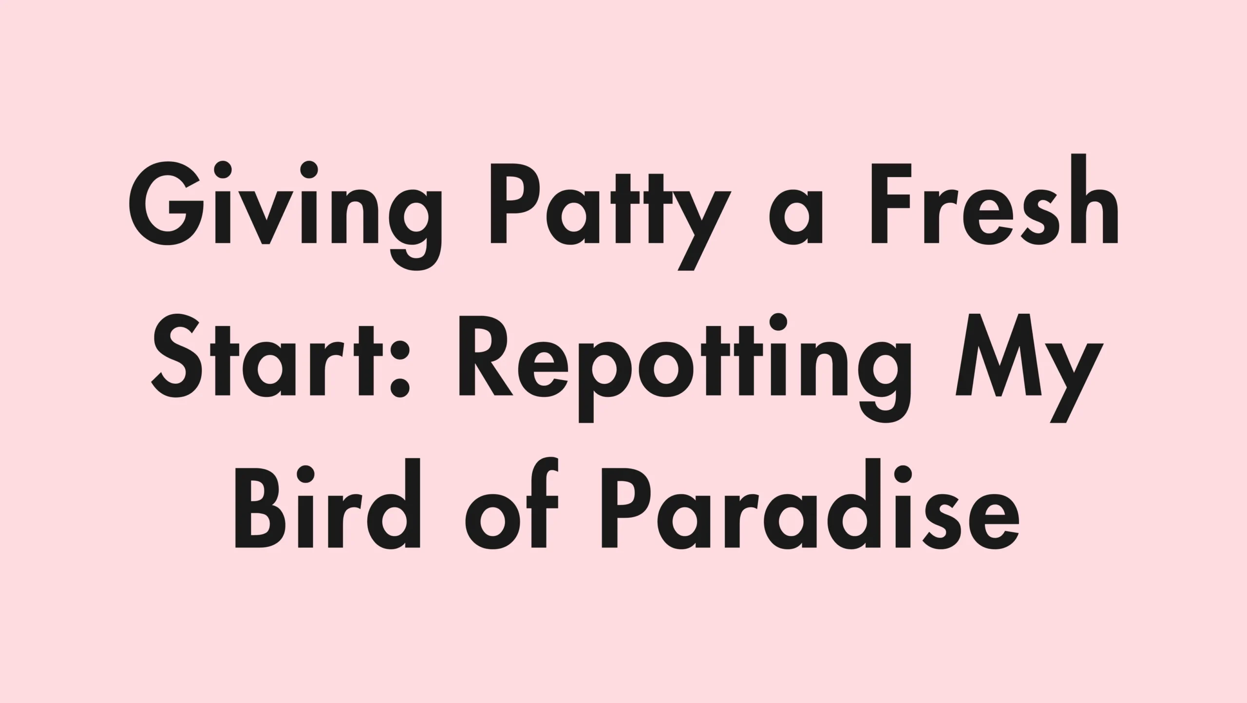 Giving Patty a Fresh Start: Repotting My Bird of Paradise